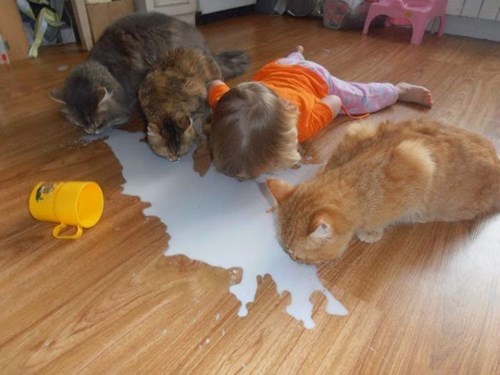 A toddler and 3 household cats squat all lapping up spilled milk off a kitchen floor